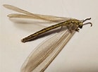 Image result for Myrmecaelurus trigrammus. Size: 139 x 102. Source: ukrbin.com