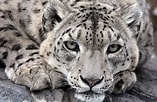 Image result for Snow Leopard Evolution. Size: 157 x 102. Source: huntingandpoachingevolution.weebly.com