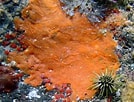 Image result for "clathria Ascendens". Size: 134 x 102. Source: alchetron.com