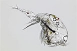 Image result for "corycaeus Limbatus". Size: 154 x 102. Source: mushi-akashi2.blogspot.com