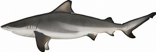 Image result for "carcharhinus Fitzroyensis". Size: 305 x 102. Source: marinewise.com.au