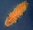 Image result for 15 Scaled Worm. Size: 112 x 102. Source: www.inaturalist.org