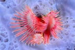 Image result for "serpula Vermicularis". Size: 153 x 102. Source: www.scubashooters.net