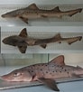 Afbeeldingsresultaten voor "triakis Maculata". Grootte: 92 x 102. Bron: shark-references.com