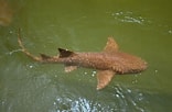 Image result for Shark Brown. Size: 156 x 102. Source: www.pinterest.com
