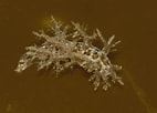 Image result for "dendronotus Frondosus". Size: 142 x 102. Source: en-academic.com