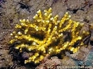 Image result for "oculina Diffusa". Size: 136 x 102. Source: www.aquaportail.com