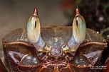Image result for Ocypode Animal. Size: 153 x 102. Source: www.pinterest.com