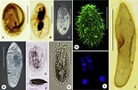 Image result for "euplotes Harpa". Size: 155 x 102. Source: www.researchgate.net