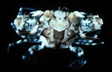 Image result for "portunus Macrophthalmus". Size: 158 x 102. Source: www.floridamuseum.ufl.edu