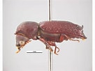 Image result for "achaeus Brevidactylus". Size: 136 x 102. Source: www.agric.wa.gov.au