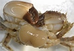 Image result for Sacculina gerbei. Size: 147 x 102. Source: www.galerie-insecte.org