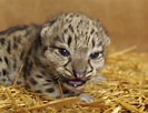 Résultat d’image pour Newborn Baby Snow leopard. Taille: 133 x 102. Source: thebigcatsanctuary.org