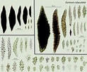 Image result for "Eunicea Calyculata". Size: 123 x 102. Source: nsuworks.nova.edu