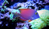 Image result for Tang Fish Species. Size: 170 x 102. Source: mondaydaily.com