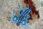 Image result for "Glaucus Atlanticus". Size: 148 x 102. Source: www.flickr.com