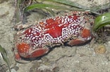 Afbeeldingsresultaten voor Lophozozymus pictor. Grootte: 156 x 102. Bron: www.flickr.com