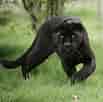 Black Animals ਲਈ ਪ੍ਰਤੀਬਿੰਬ ਨਤੀਜਾ. ਆਕਾਰ: 103 x 102. ਸਰੋਤ: www.pinterest.com.mx