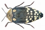 Image result for "macrocypridina Castanea". Size: 151 x 102. Source: www.kaefer-der-welt.de
