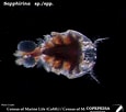 Image result for "sapphirina Stellata". Size: 115 x 102. Source: www.st.nmfs.noaa.gov