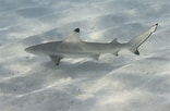 Image result for "carcharhinus Melanopterus". Size: 156 x 102. Source: www.fishipedia.fr