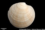 Image result for "dosinia Exoleta". Size: 153 x 102. Source: naturalhistory.museumwales.ac.uk