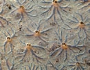 Image result for "clathria Spinarcus". Size: 131 x 102. Source: www.plingfactory.de