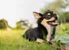 Image result for Chihuahua. Size: 141 x 102. Source: www.petmd.com