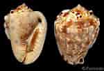 Image result for "cassis Flammea". Size: 150 x 102. Source: www.gastropods.com