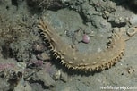 Image result for Holothuria hilla Stam. Size: 153 x 102. Source: reeflifesurvey.com
