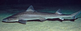 Image result for "mustelus Lenticulatus". Size: 262 x 102. Source: www.radionz.co.nz