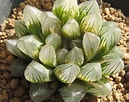 Image result for "rosacea Cymbiformis". Size: 129 x 102. Source: www.pinterest.com.mx