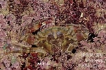 Image result for "charybdis Orientalis". Size: 155 x 102. Source: taieol.tw