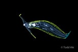 Afbeeldingsresultaten voor Cephalopyge. Grootte: 153 x 102. Bron: slugsite.us