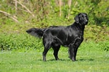 Image result for Flat Coated Retriever. Size: 154 x 102. Source: atelier-yuwa.ciao.jp