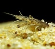 Afbeeldingsresultaten voor Crangon shrimp. Grootte: 114 x 102. Bron: www.dreamstime.com