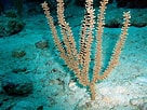 Image result for "Eunicea Calyculata". Size: 136 x 102. Source: coralpedia.bio.warwick.ac.uk