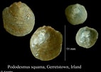Image result for "pododesmus Squama". Size: 142 x 102. Source: www.marinespecies.org