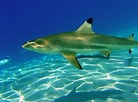 Image result for "carcharhinus Melanopterus". Size: 138 x 102. Source: www.duanrevig.com