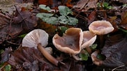 Image result for Botercollybia. Size: 182 x 102. Source: www.loegiesen.nl