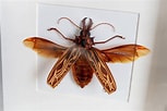 تصویر کا نتیجہ برائے "pleistacantha Cervicornis". سائز: 153 x 102۔ ماخذ: www.la-bete-noire.com