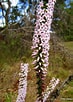 Afbeeldingsresultaten voor "acanthostaurus Purpurascens". Grootte: 73 x 102. Bron: nativeplants-sydney.blogspot.com