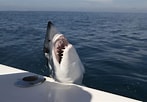 Image result for Shark round Head. Size: 147 x 102. Source: www.bastillepost.com