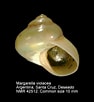 Image result for "merga Violacea". Size: 94 x 102. Source: www.marinespecies.org