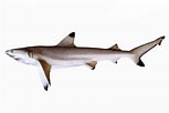 Image result for "carcharhinus Fitzroyensis". Size: 153 x 102. Source: fishesofaustralia.net.au