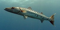 Image result for Barracuda Kenmerken. Size: 203 x 102. Source: www.sun-sentinel.com