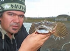 Image result for Fourhorn Sculpin. Size: 139 x 102. Source: alchetron.com