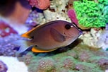 Image result for Tang Fish Species. Size: 153 x 102. Source: fishtankadvisor.com