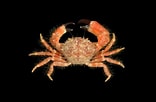 Afbeeldingsresultaten voor "pilumnus Spinifer". Grootte: 156 x 102. Bron: www.naturalista.mx