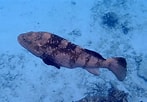 Image result for "epinephelus Malabaricus". Size: 147 x 102. Source: fishesofaustralia.net.au